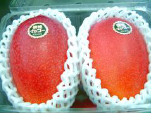 完熟マンゴ― Ｍ サイズ・2玉